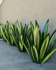 Lampada da giardino solare in agave artigianale – Lampada da esterno impermeabile per illuminazione paesaggistica elegante