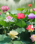 AquaGarden | Vibrant Premium Bonsai Lotus Seeds for Stunning Water Features 7