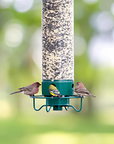 Bird Feeder | Squirrel-Proof Hanging Seed Feeder Outdoor 0