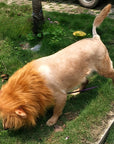 Dog Realistic Lion Mane Halloween Costume | Adjustable Lightweight 1