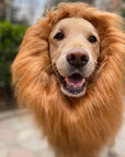 Dog Realistic Lion Mane Halloween Costume | Adjustable Lightweight 2