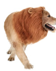 Dog Realistic Lion Mane Halloween Costume | Adjustable Lightweight 4