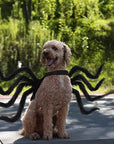 Funny Furry Dog Halloween Costume | Spider Design 1