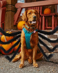 Funny Furry Dog Halloween Costume | Spider Design 2