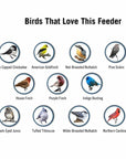 Squirrel Proof Bird Feeder 5