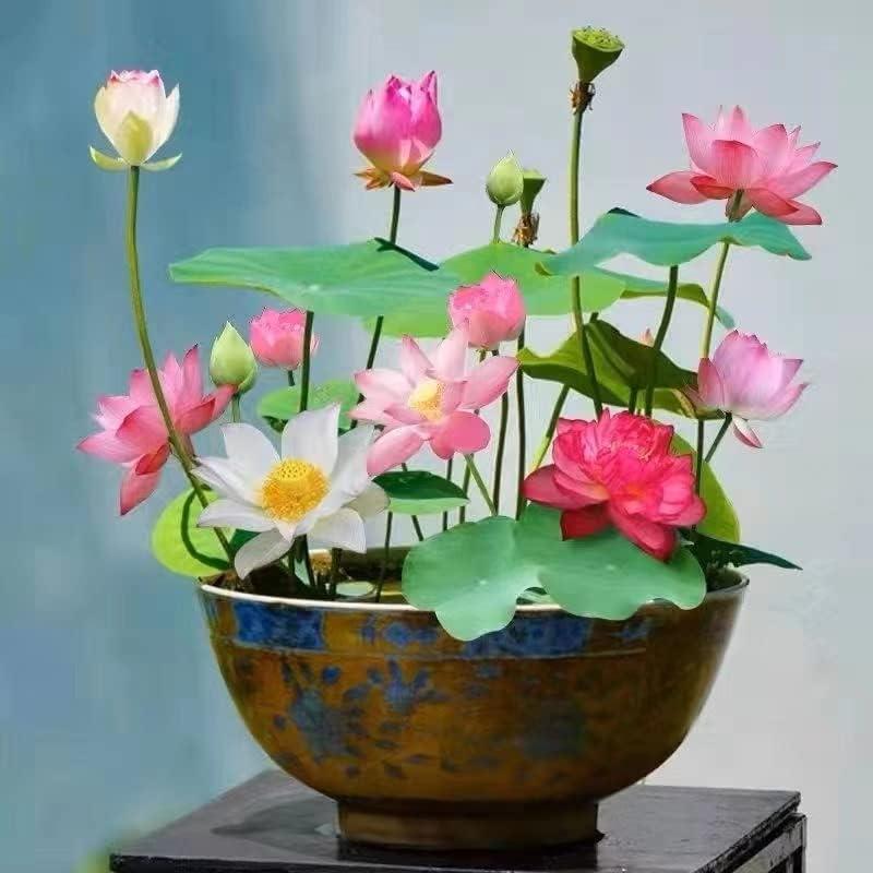AquaGarden | Vibrant Premium Bonsai Lotus Seeds for Stunning Water Features 0