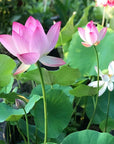 AquaGarden | Vibrant Premium Bonsai Lotus Seeds for Stunning Water Features 1