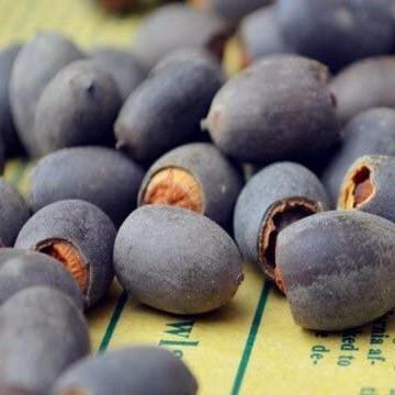 AquaGarden | Vibrant Premium Bonsai Lotus Seeds for Stunning Water Features 2