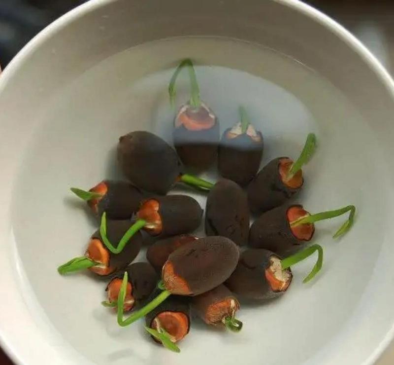 AquaGarden | Vibrant Premium Bonsai Lotus Seeds for Stunning Water Features 3