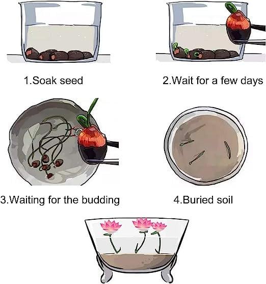 AquaGarden | Vibrant Premium Bonsai Lotus Seeds for Stunning Water Features 5