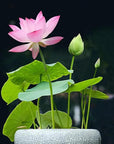 AquaGarden | Vibrant Premium Bonsai Lotus Seeds for Stunning Water Features 6