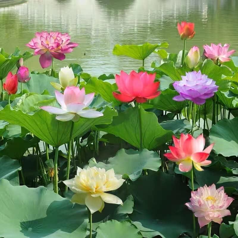 AquaGarden | Vibrant Premium Bonsai Lotus Seeds for Stunning Water Features 7