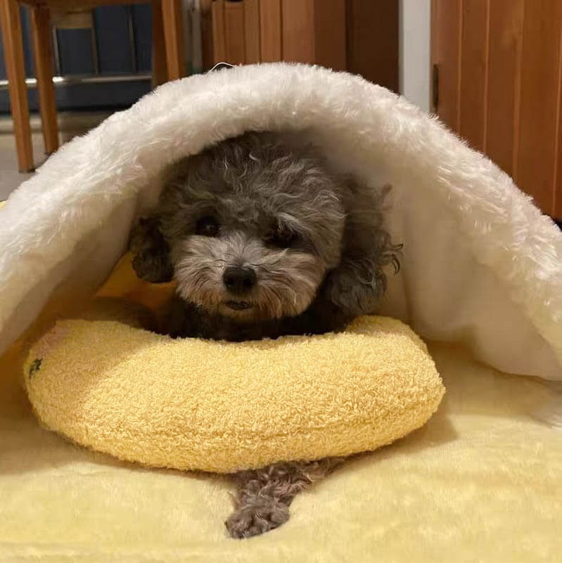 CozyNest | Soft Fleece Dog Bed with Anti-Anxiety Cushion Design 6