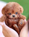 Interactive Dog Toy - Voice and Touch Responsive Robot Puppy with Realistic Movements 0