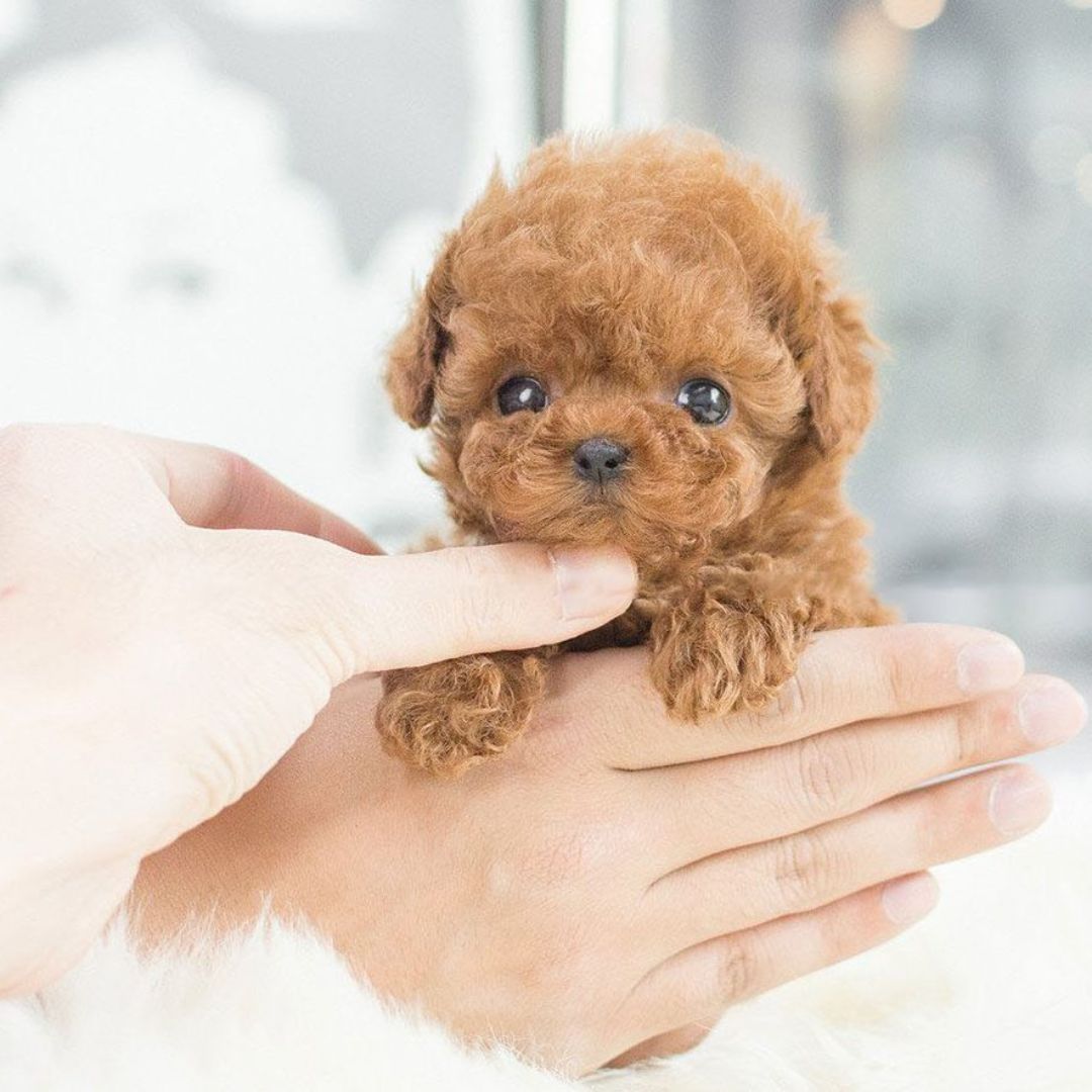 Interactive Dog Toy - Voice and Touch Responsive Robot Puppy with Realistic Movements 4