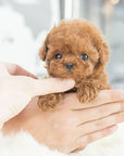 Interactive Dog Toy - Voice and Touch Responsive Robot Puppy with Realistic Movements 4