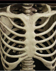 170 cm Life-Size Halloween Skeleton – Posable Outdoor Decoration for a Spooky Yard