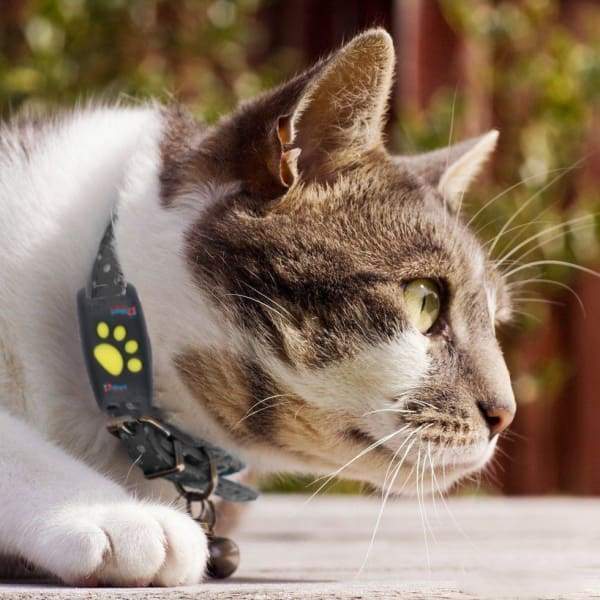 Trackcat - Real-Time GPS Cat Tracker Collar with Reliable Satellite Tracking 0